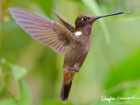Hummingbird photographed at high ISO, processed with DxO PhotoLab 9