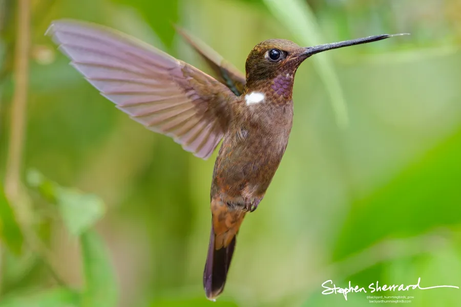 Hummingbird photographed at high ISO, processed with DxO PhotoLab 9