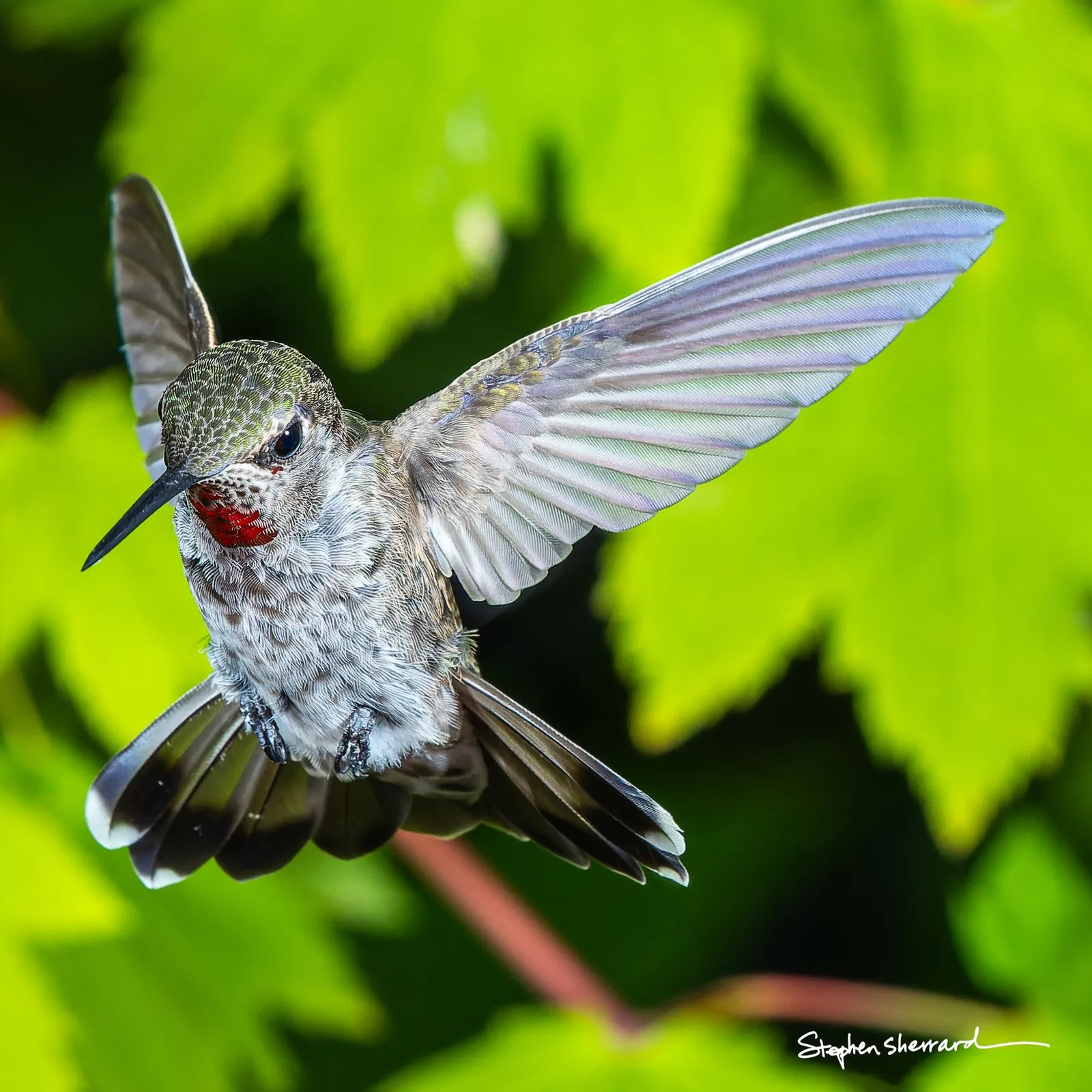 Anna’s hummingbird — ISO 800, f/11, 1/250, with Einstein photo strobes