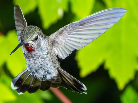 Anna's hummingbird photographed at ISO 800, f/11, 1/250 with Einstein photo strobes, freezing the wings completely