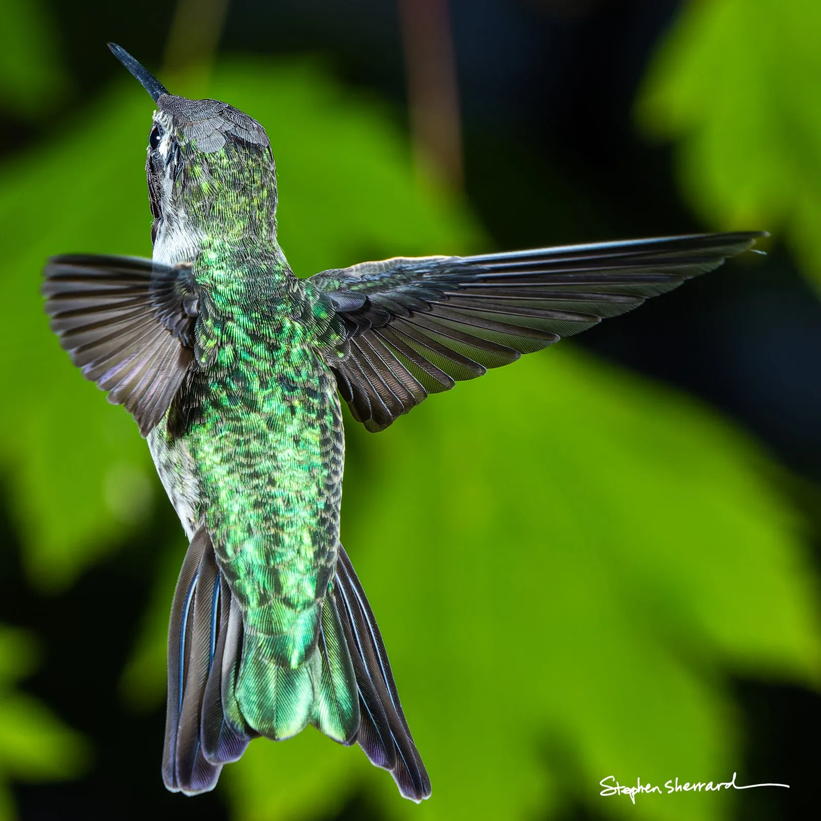 Female Anna’s hummingbird — ISO 800, f/11, 1/250, with Einstein photo strobes