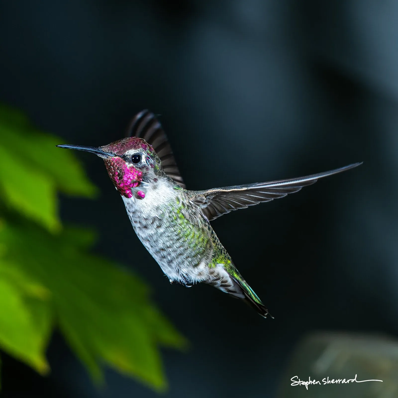 Male Anna’s hummingbird — ISO 800, f/11, 1/250, with Einstein photo strobes