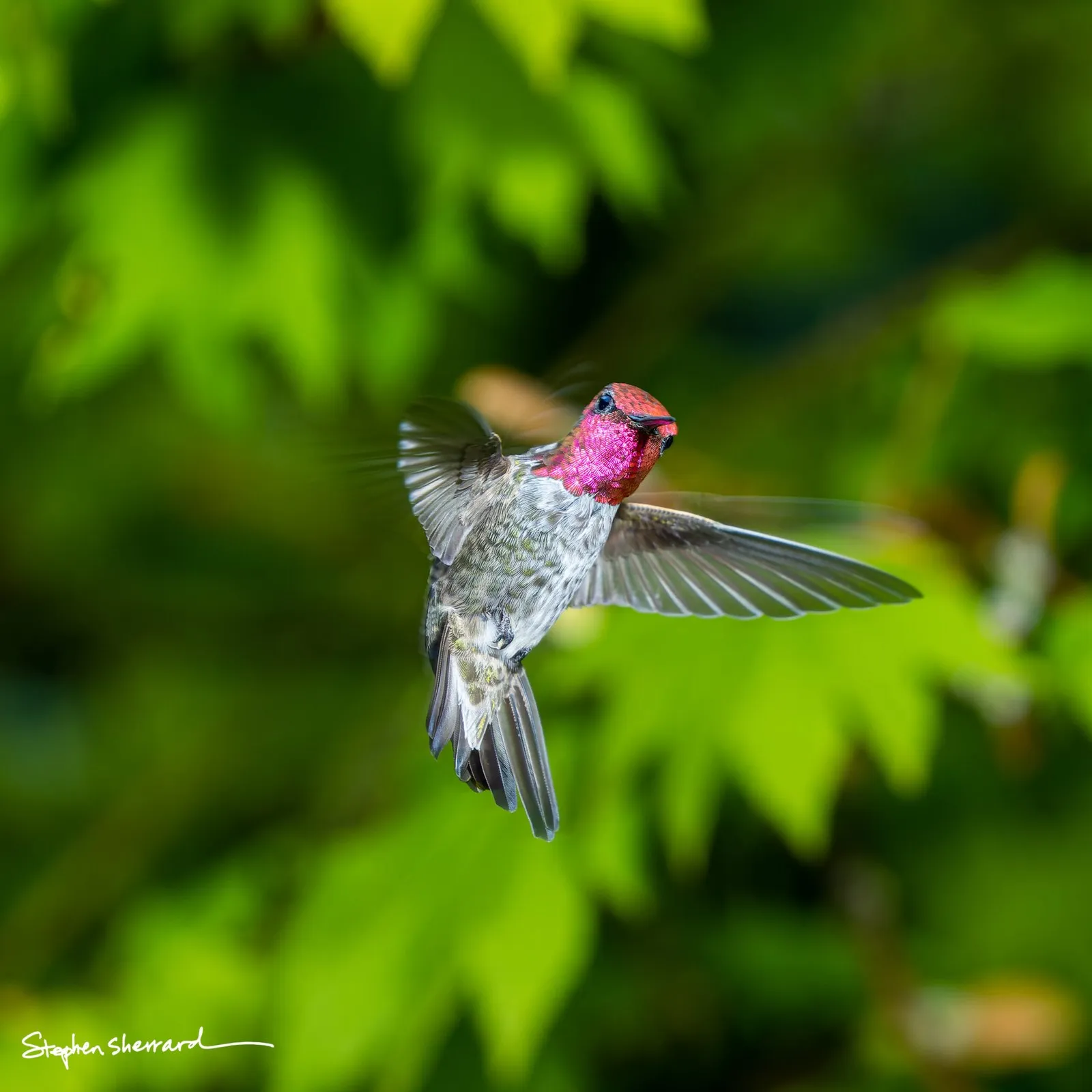 Ghost image example — natural light bleed causing ghosting of wings over the sharp flash exposure
