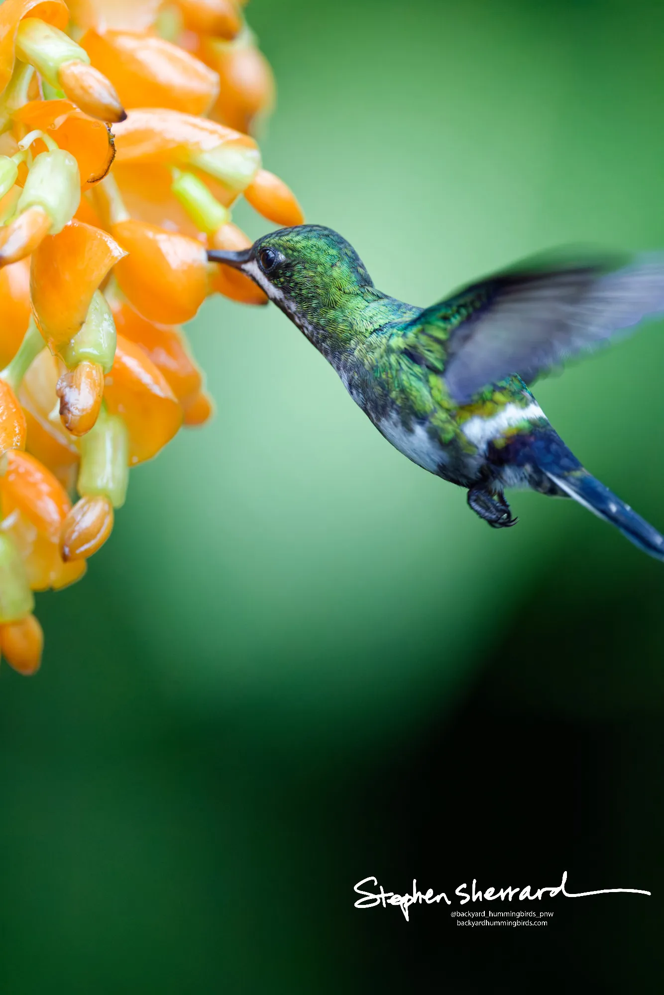 Hummingbird at ISO 16,000 processed with DxO PhotoLab 9