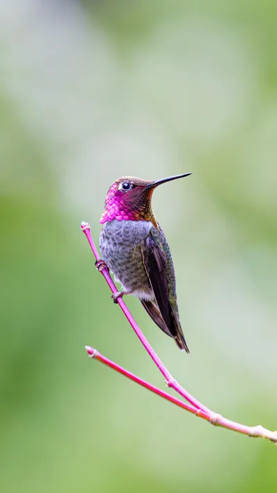 Hummingbird phone wallpaper preview 1