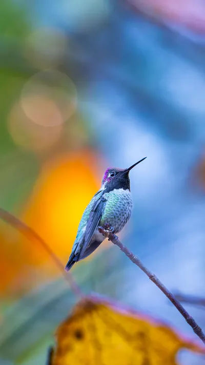 Hummingbird phone wallpaper preview 2