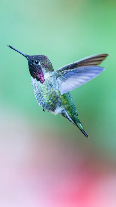 Hummingbird phone wallpaper preview 3