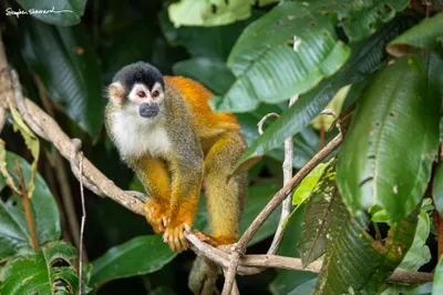 Costa Rica