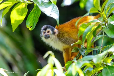 Costa Rica