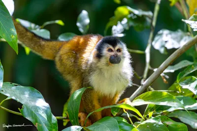 Costa Rica