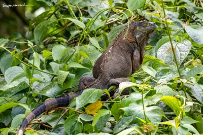 Costa Rica