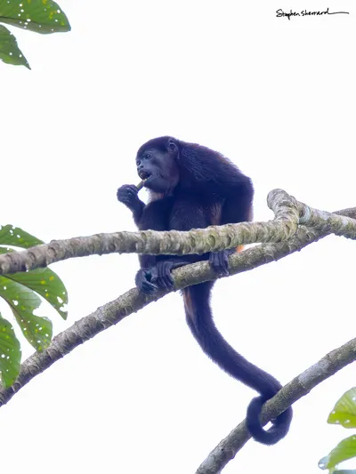 Costa Rica