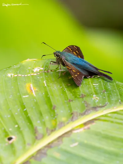 Costa Rica