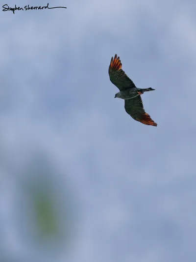 Ecuador
