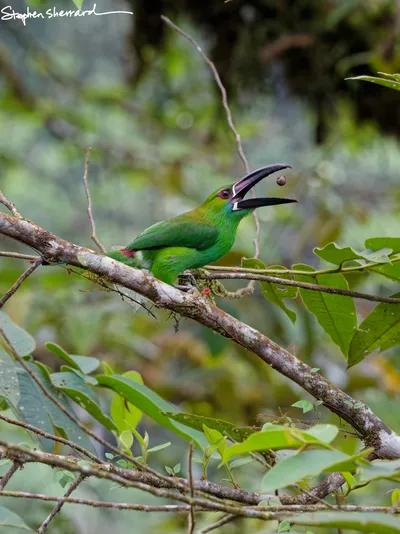 Ecuador