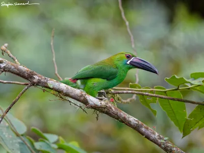 Ecuador