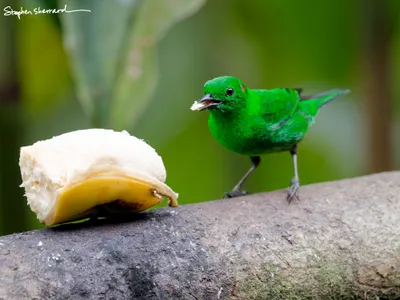 Ecuador