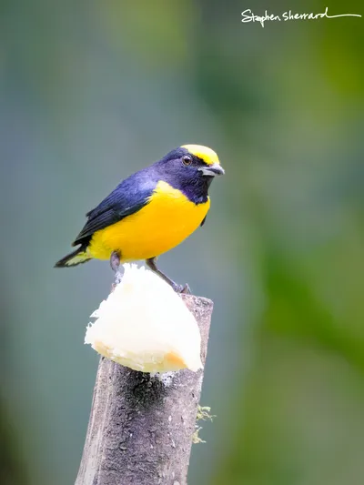 Ecuador