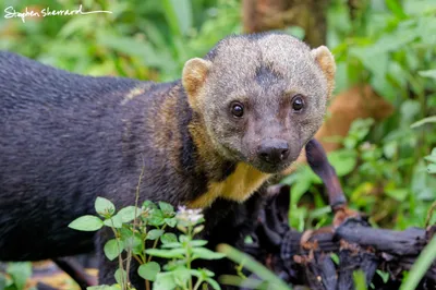 Ecuador