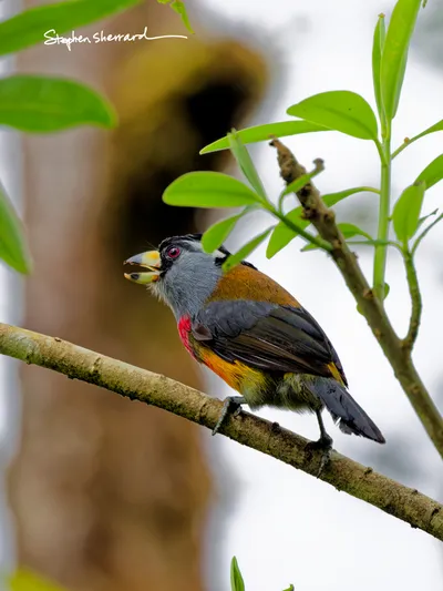 Ecuador