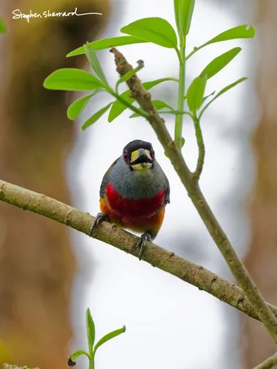 Ecuador