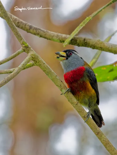 Ecuador
