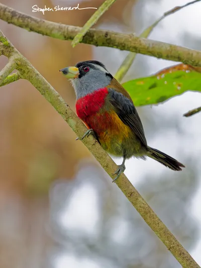 Ecuador
