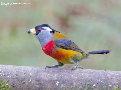 Ecuador