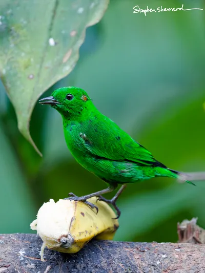Ecuador