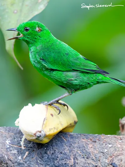 Ecuador