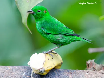 Ecuador