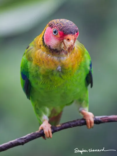 Ecuador
