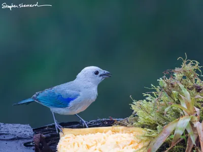 Ecuador