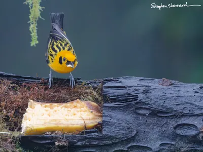 Ecuador