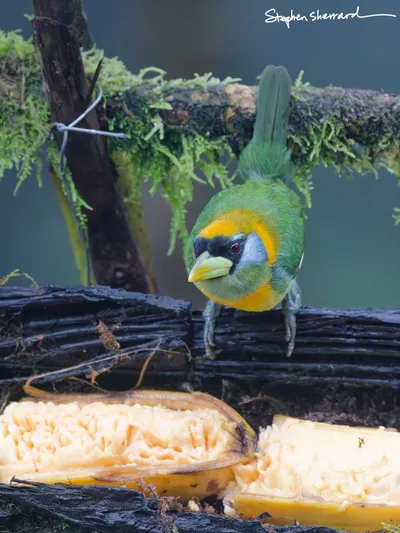 Ecuador