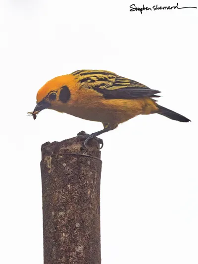 Ecuador