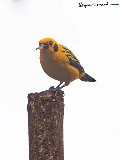 Ecuador