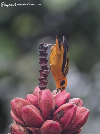 Ecuador