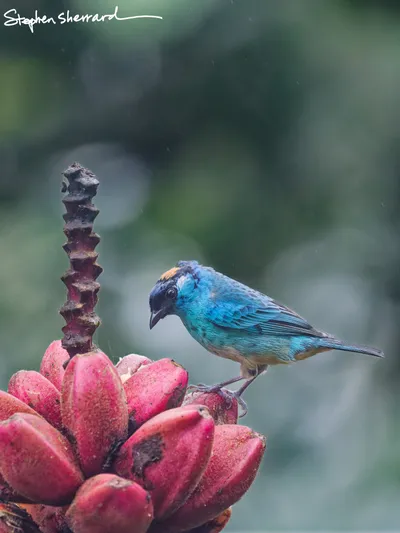 Ecuador