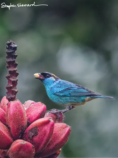 Ecuador
