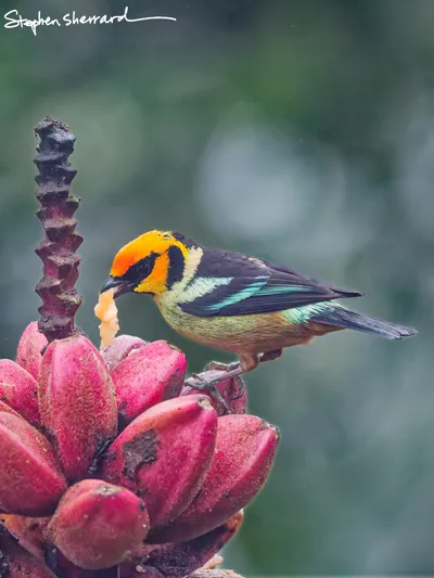 Ecuador