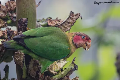 Ecuador