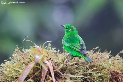Ecuador
