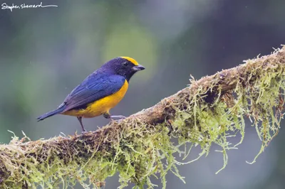 Ecuador