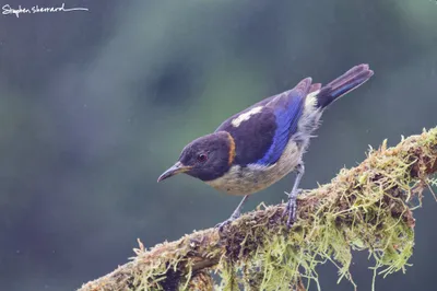 Ecuador