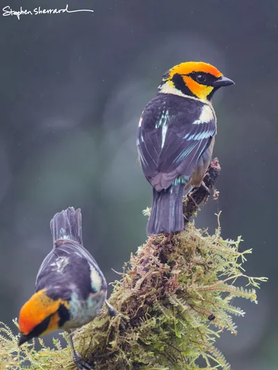 Ecuador