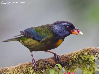 Ecuador