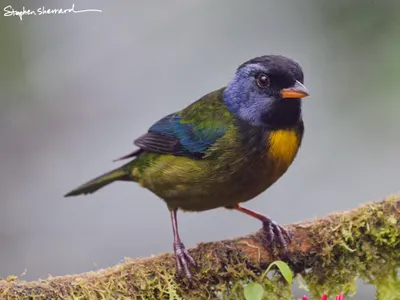 Ecuador
