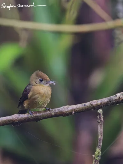 Ecuador