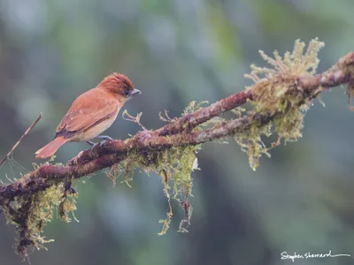Ecuador